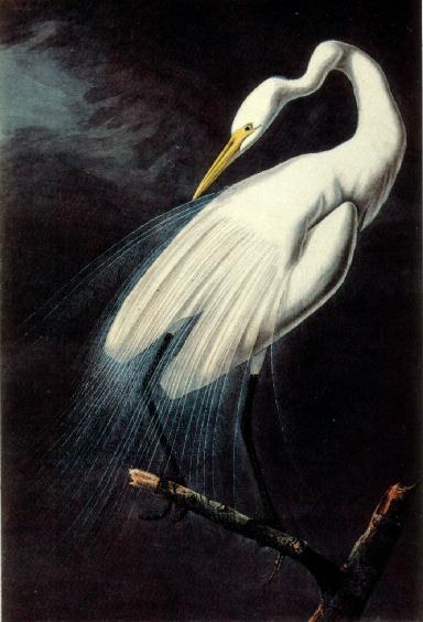 American Egret by John James Audubon